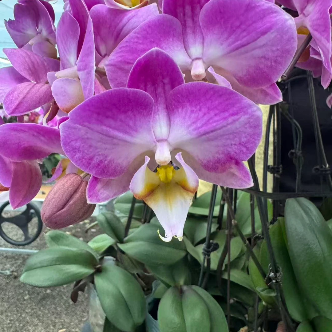兰屿LYSLAND【雪山飞狐】蝴蝶兰鲜花盆栽