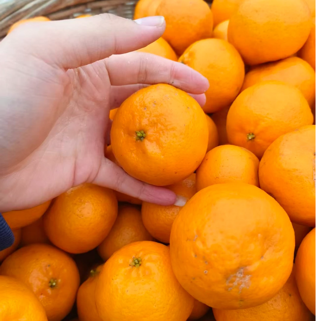 【恩施高山农家碰柑】恩施山妹代购农产品绿色健康