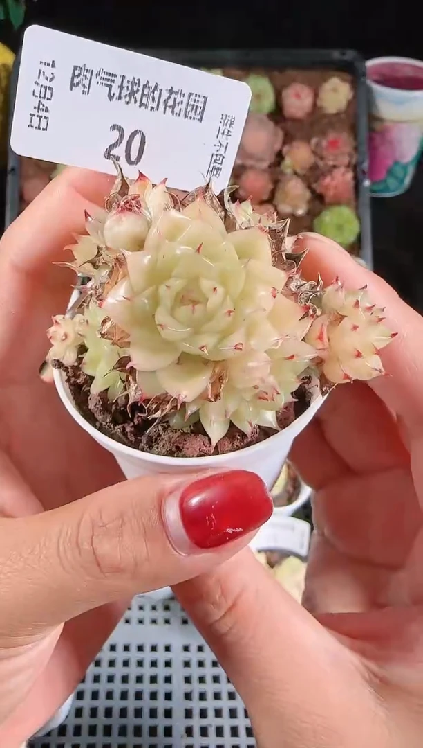 1204-20多肉群生不包整