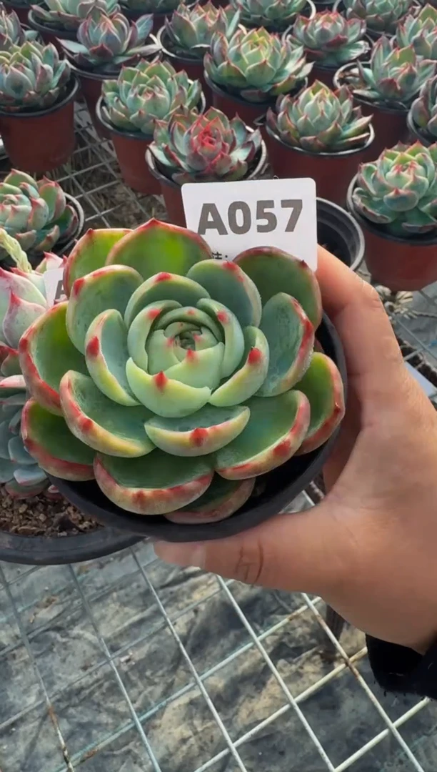 【闪购商品】A057惊鸿仙子（裸根发货）（不包整）