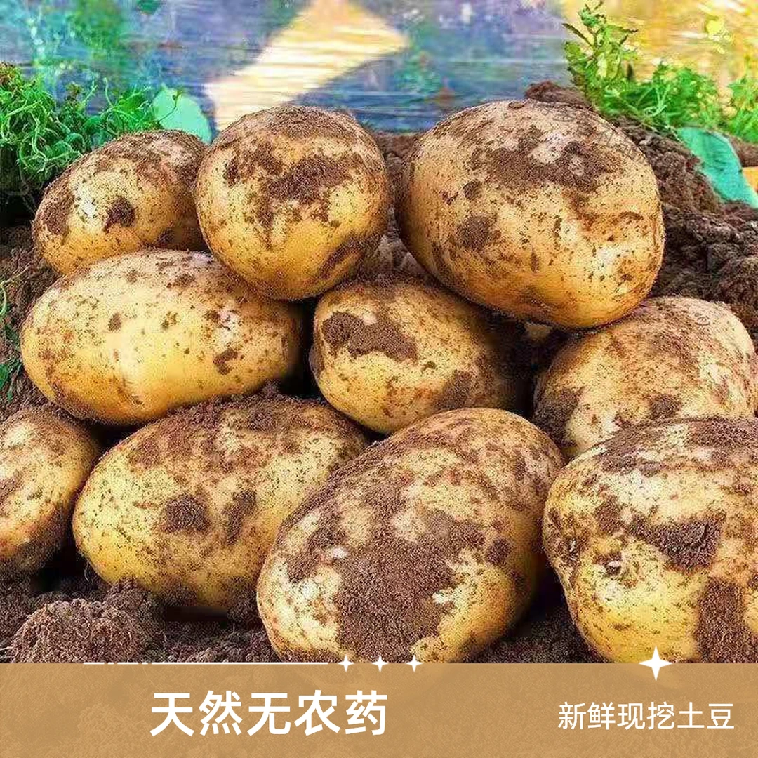 【顺丰次日达】苏北农家优质黄心土豆口感沙糯绵软马铃薯黄皮洋芋