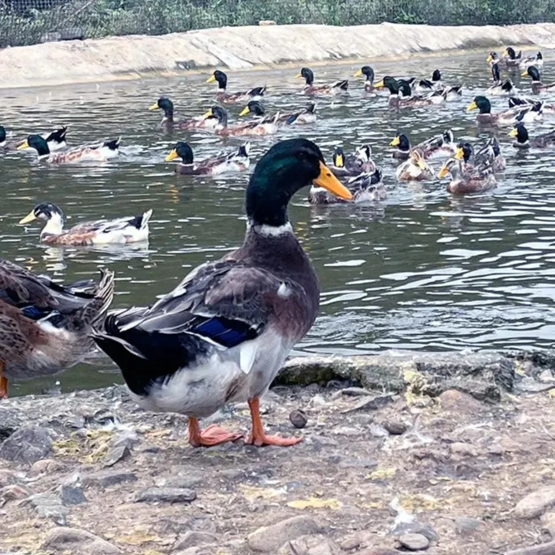 广西水库散养土鸭【宰杀好 不带内脏】五谷杂粮喂养 1只净重4.5斤