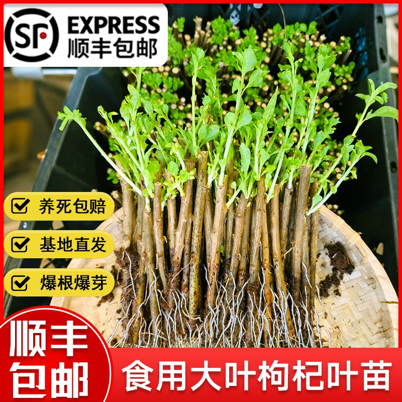 枸杞叶苗叶用枸杞菜苗枸杞苗树苗食用菜用蔬菜四季种植盆栽枸杞子