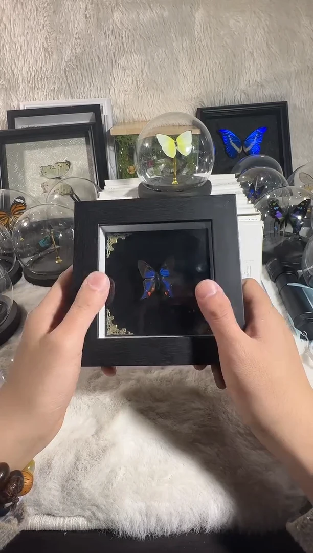 白条松精美小框蝴蝶标本
