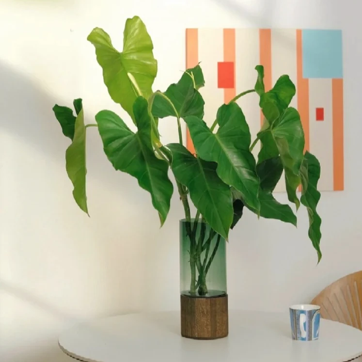 泰国绿宝石蔓绿绒ins热带植物高颜值好养活室内客厅办公室大叶片