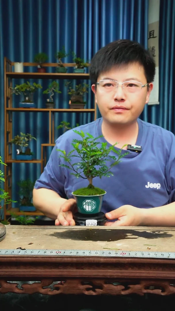 无花朵苔藓微景观035号