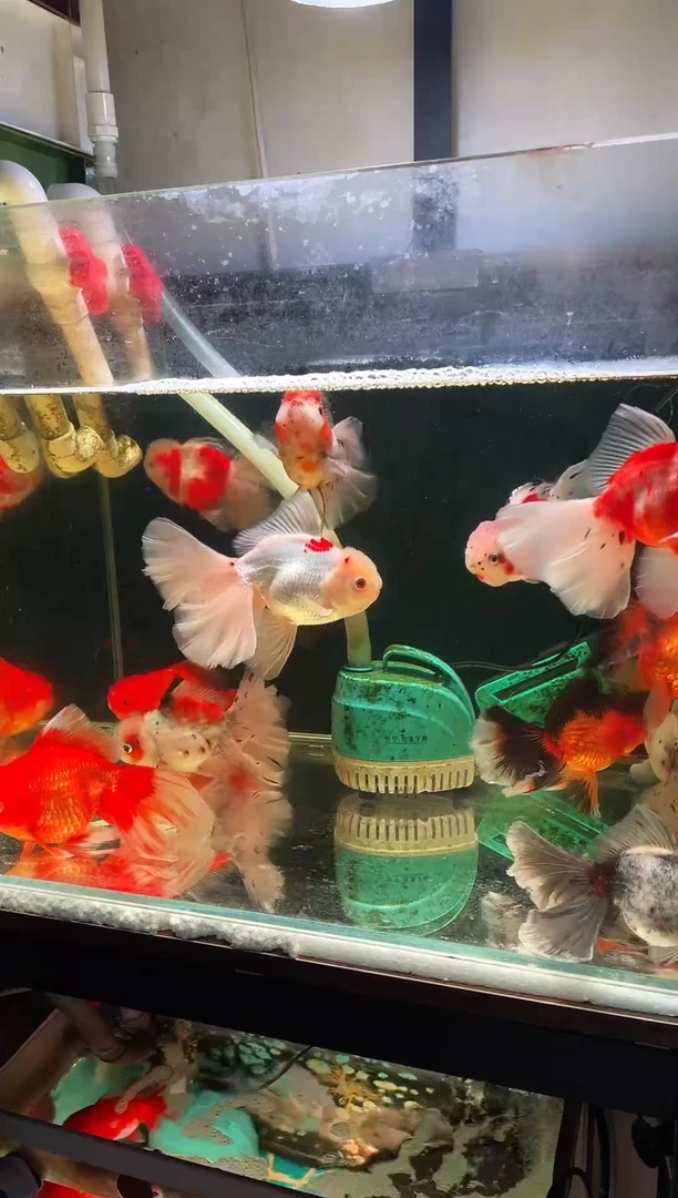 金鱼源泰F1泰狮金鱼
