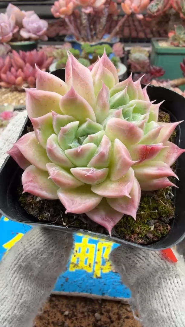 东云多肉园二店-499