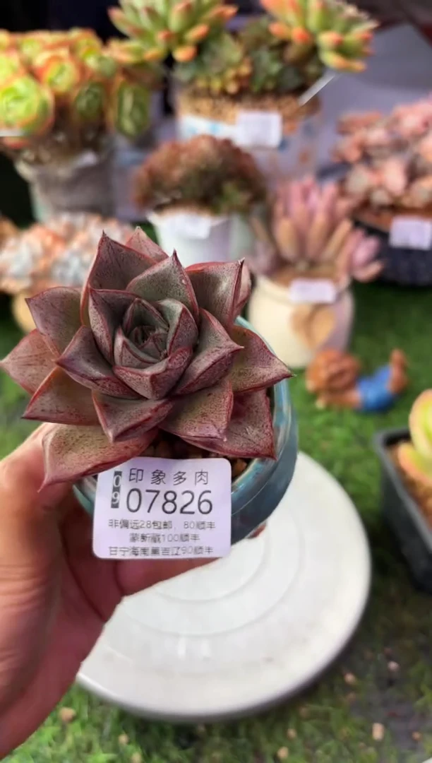 昆明印象多肉07826