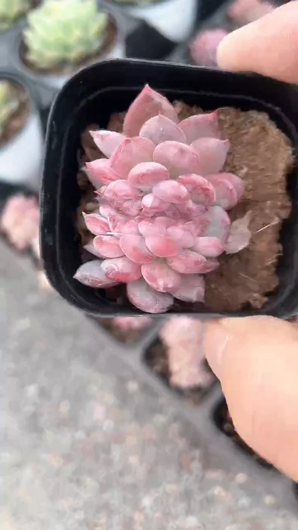 【闪购商品】65玛瑙缀化多肉