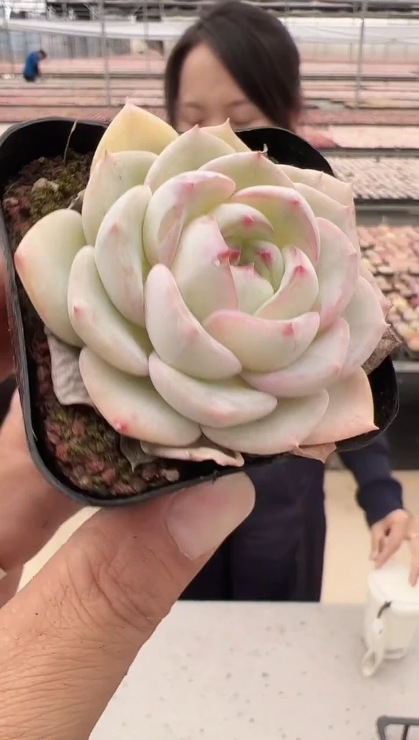 【闪购商品】新款多肉-142