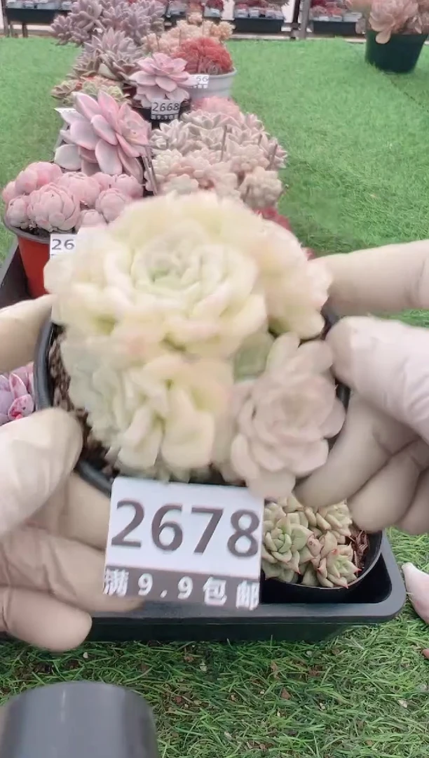 【闪购商品】信福多肉一物一拍