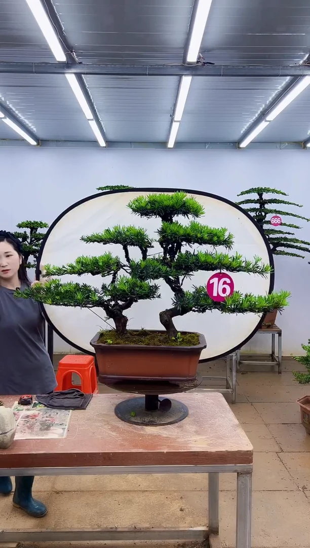 无花朵一物一拍，所见即所得