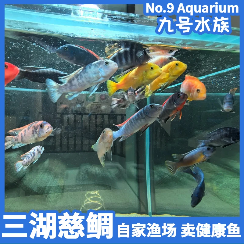 三湖慈鲷维纳斯 火焰红 蓝面财神淡水马鲷热带观赏鱼小鱼耐活好养