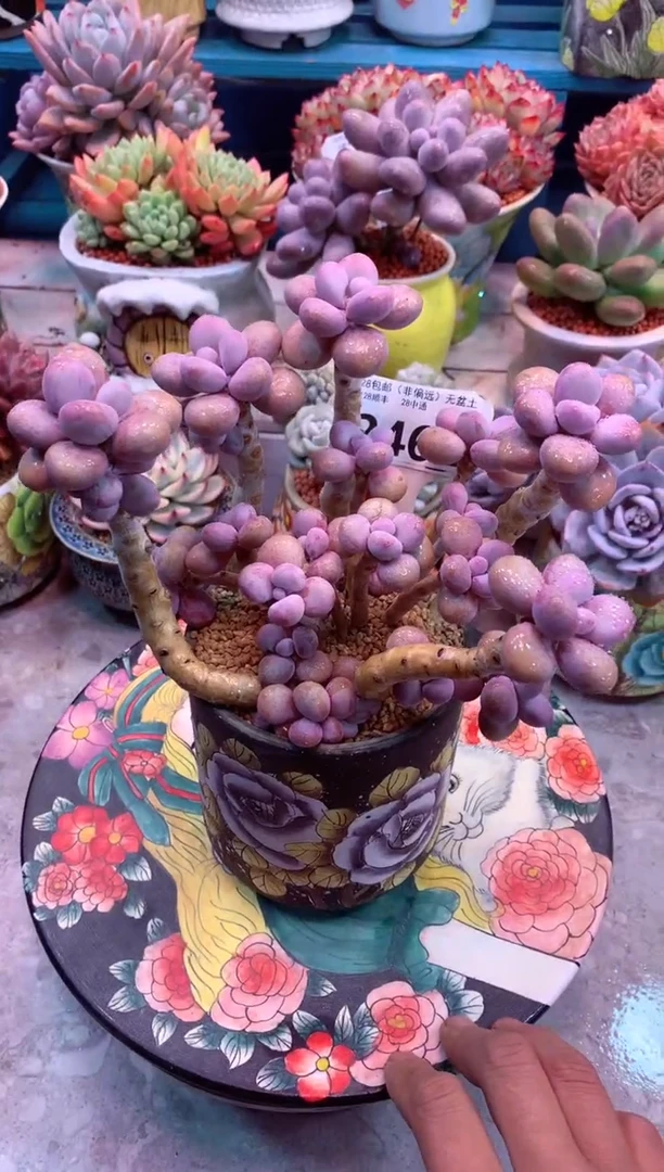 桃蛋246E（一物一拍，精品多肉，w所见即所得