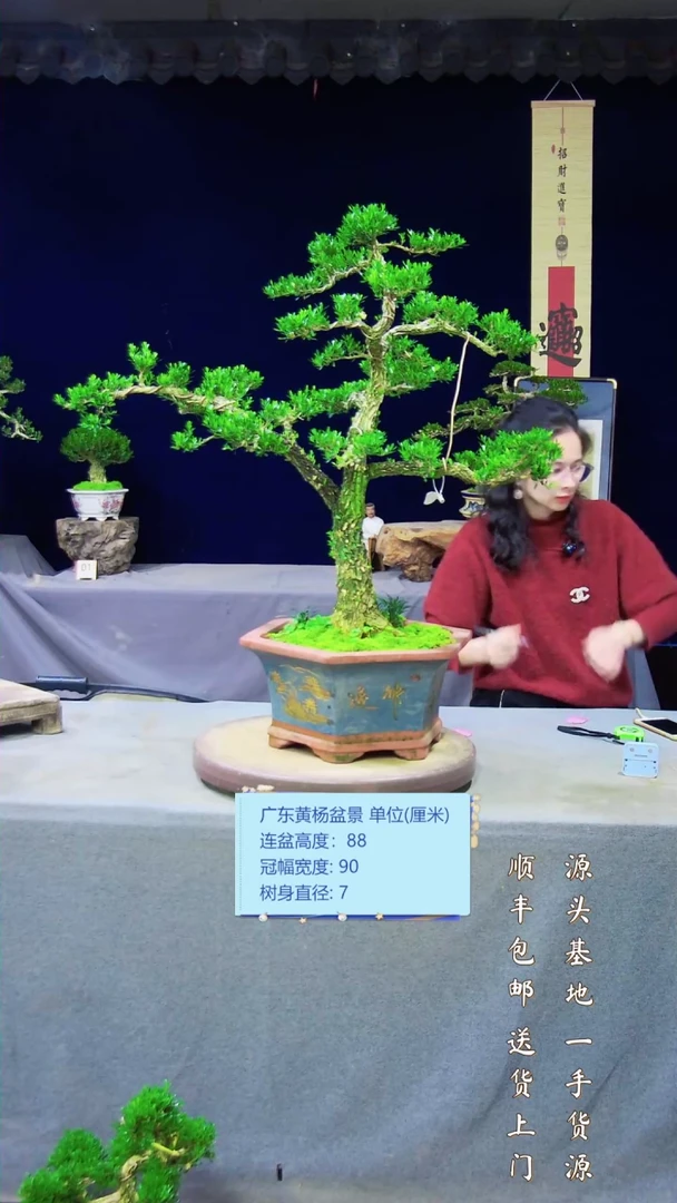 【闪购商品】黄杨盆景艺术黄杨盆景艺术