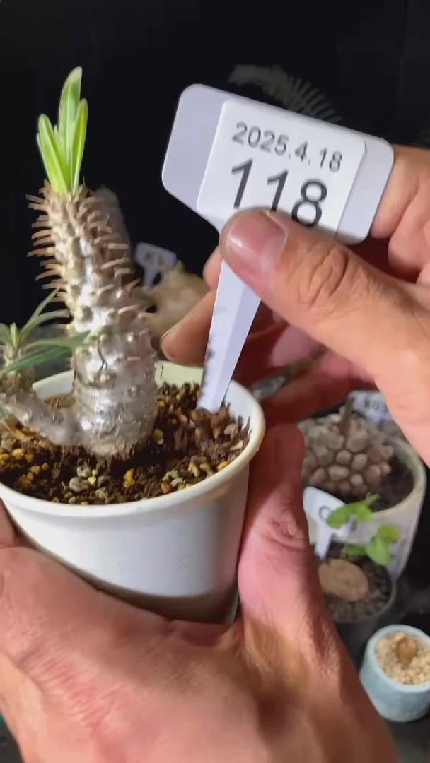 118号4月18日象牙宫带盆不脱土