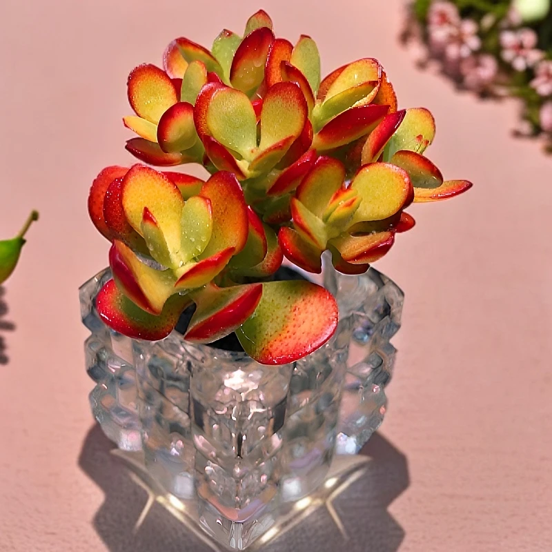 无土多肉 摇钱树 家居饰品 办公室摆件 新手好养的植物