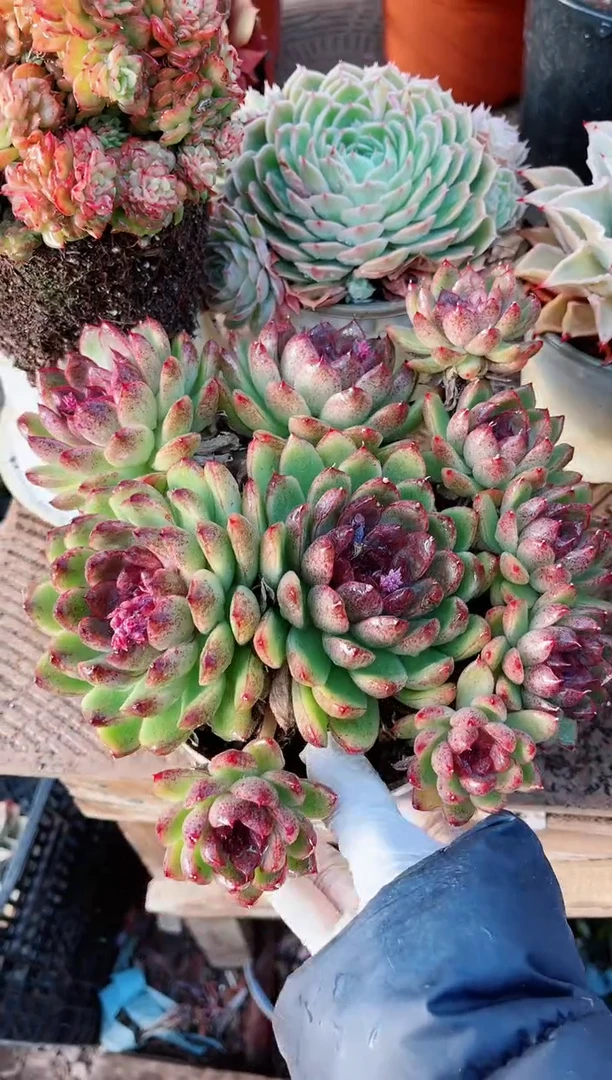 【闪购商品】21211