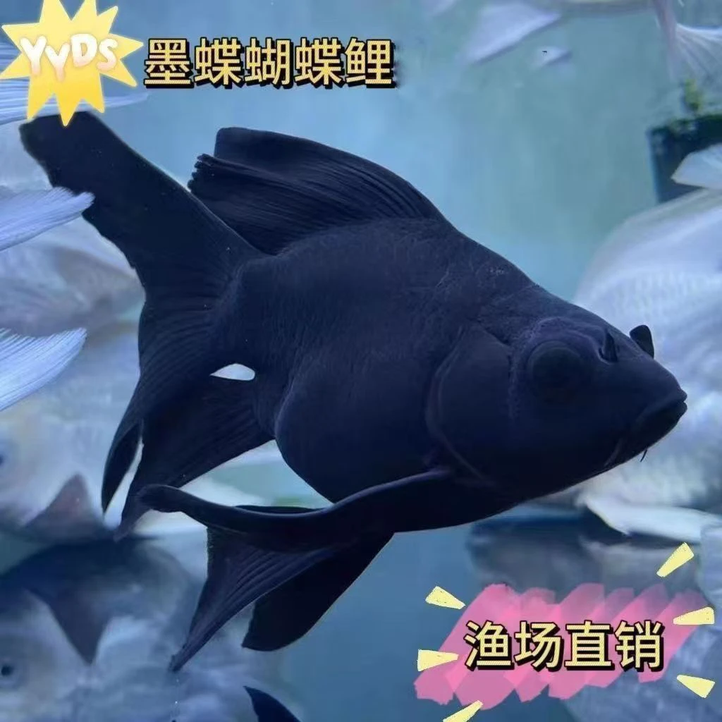 纯种墨蝶鱼短身贵妃球体冷水鱼体活黑纯种锦鲤鱼观赏大鳍大尾