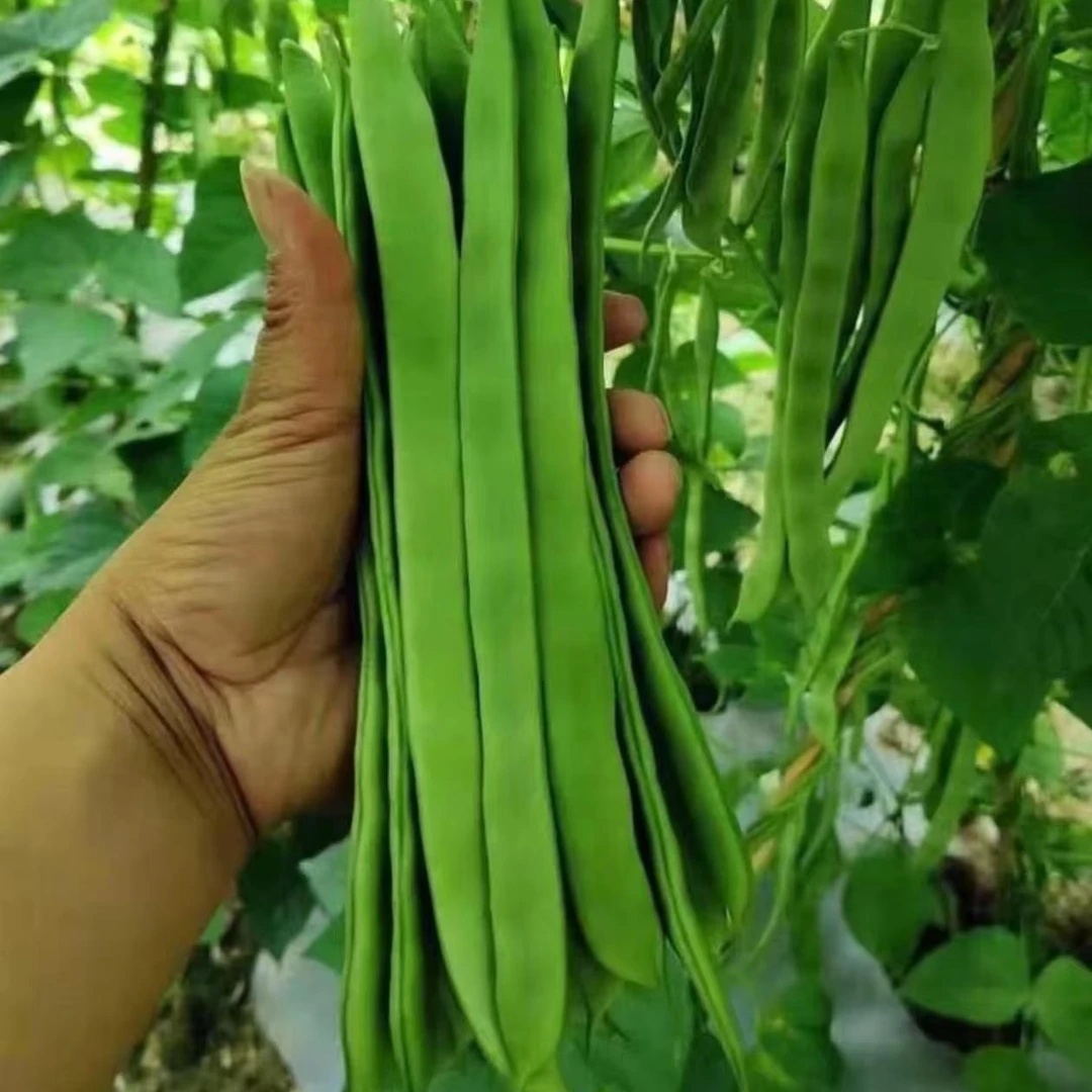 【三扁豆角种子】三扁豆角种子四季种植盆栽地栽室内外蔬菜种子阳台