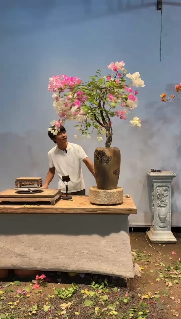 全部花朵理****朵三角梅64