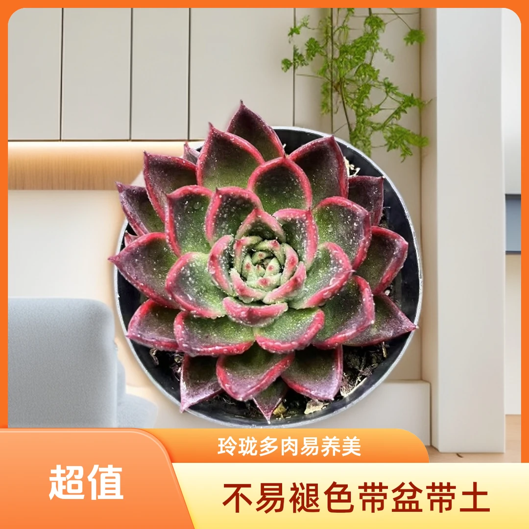 单头玲珑多肉好看好养带盆（任意两单包邮）