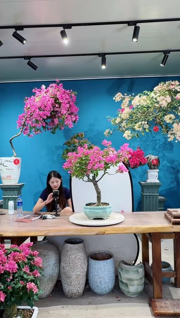 全部花朵漳红樱三角梅