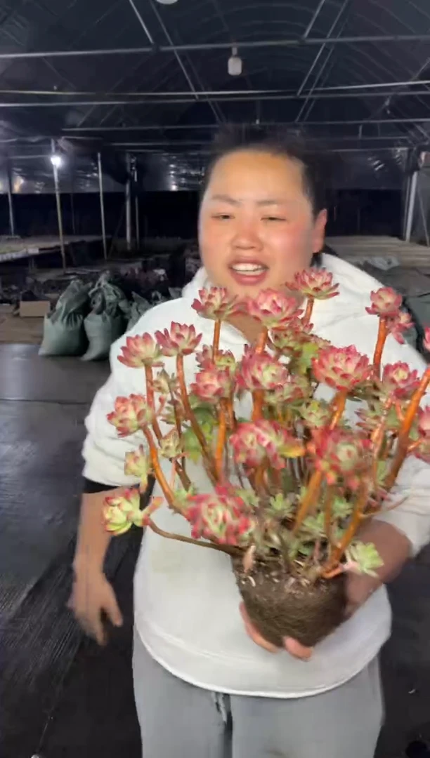 【闪购商品】20-红志莲大老桩6.8