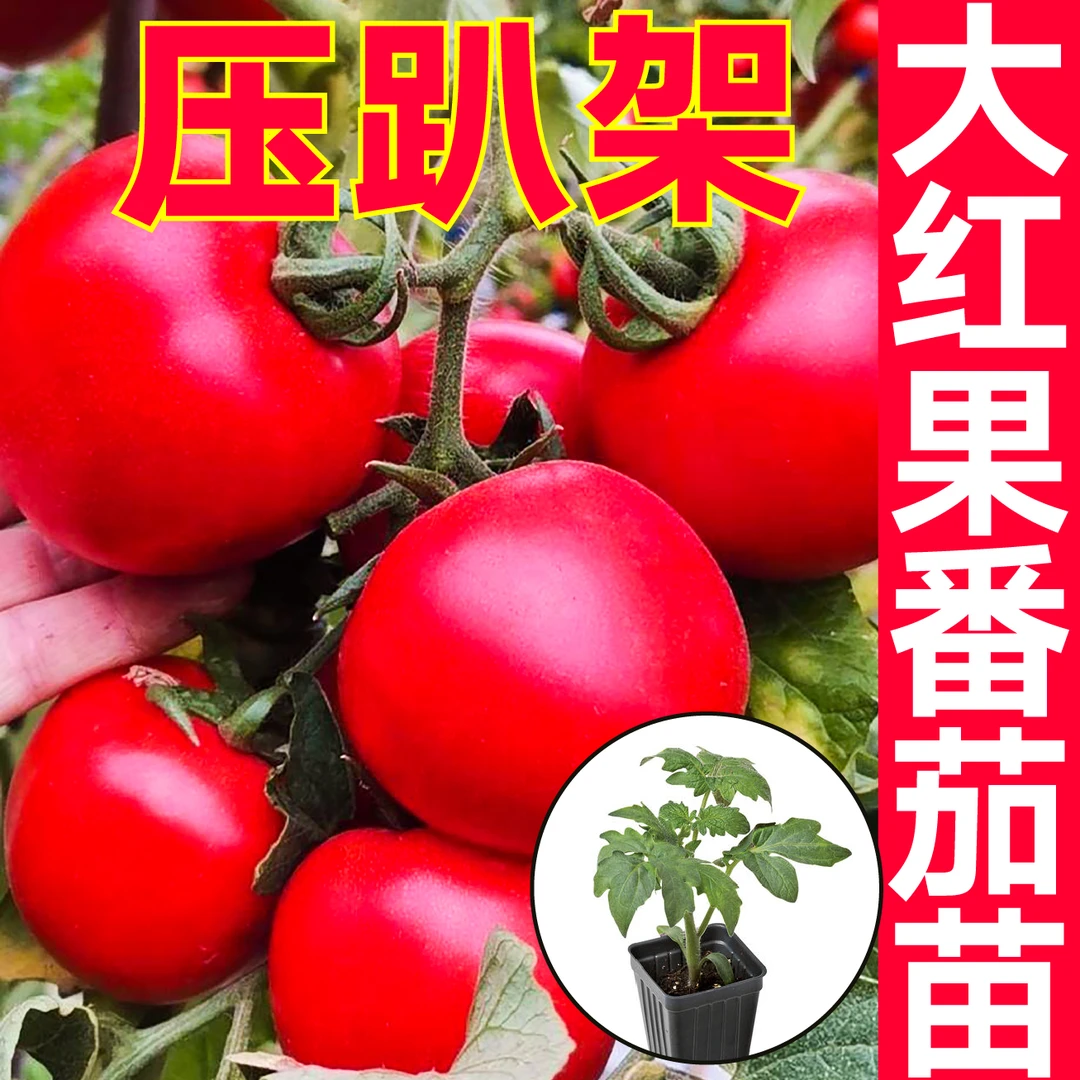 寿光精选大红番茄秧苗四季蔬菜苗阳台种植庭园种植