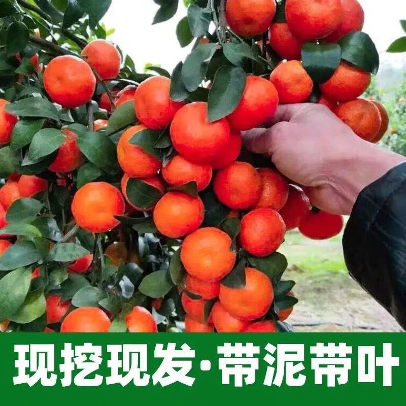 正宗嫁接无籽挂果沙糖桔树苗盆栽地栽南北方橘子树无核果树苗耐寒