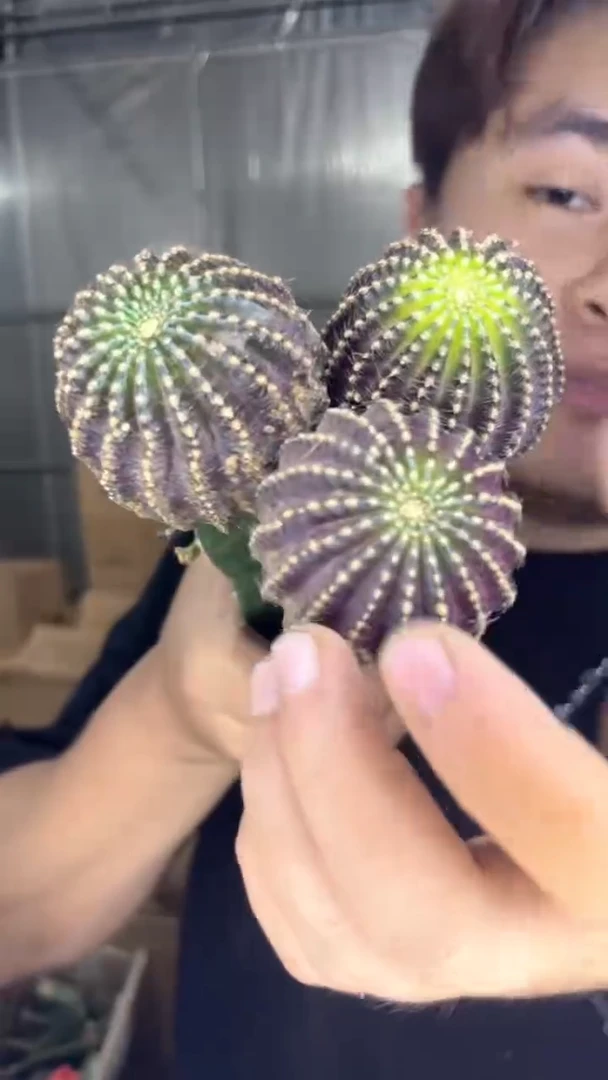 3颗 单头 紫皮 纳米纳【嫁接】