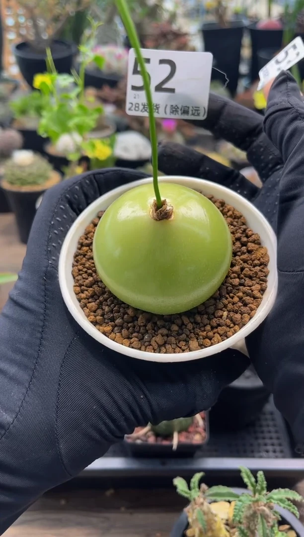 太阳专拍大仓角殿带盆