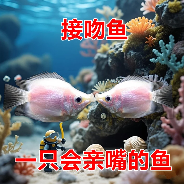 亲嘴鱼 接吻鱼 观赏鱼 观赏鱼小型金鱼 孔雀斑马宠物鱼 配对包邮