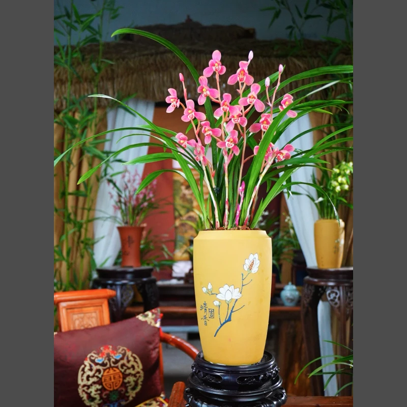 建兰带花苞【大唐芙蓉5-8支花】 配黄段泥紫砂盆种好 名贵兰花 好养