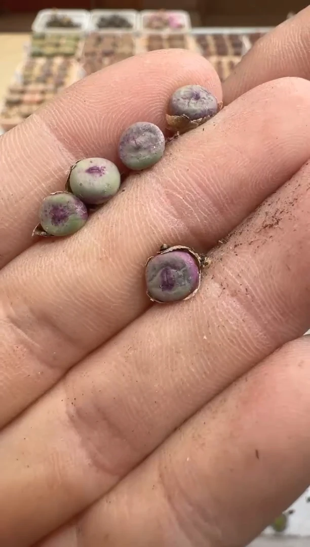 多肉植物肉锥脱土发29-266