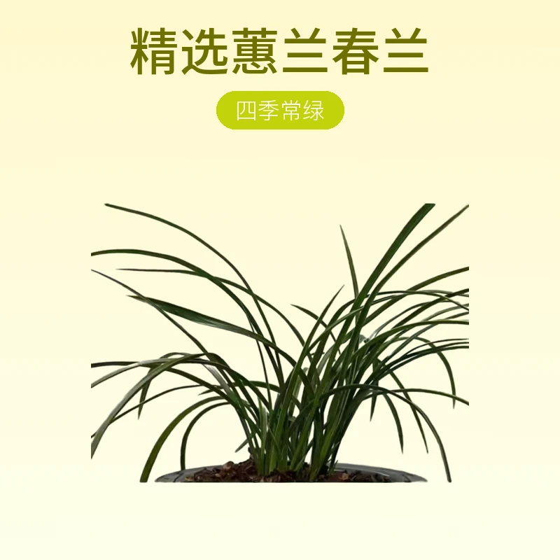 蕙兰盆栽室内绿植好养花卉办公室装饰