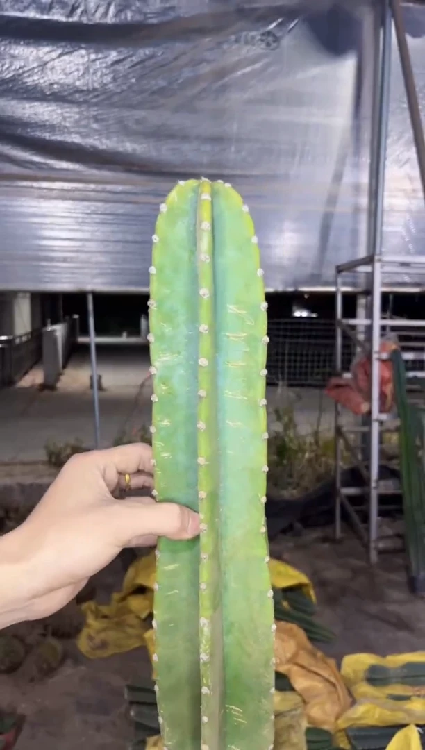 【闪购商品】20cm 量天尺【无根】