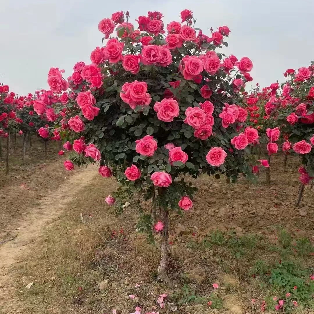 浓香型大花树桩月季粉扇绯扇（国月大花）