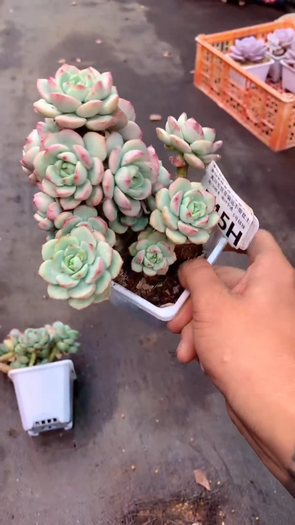 545H（一物一拍，精品多肉.二十八包邮非偏远）