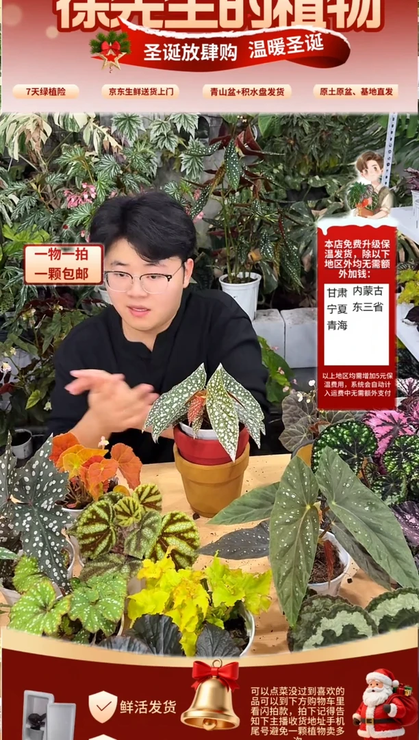 完全开放超白冰秋海棠