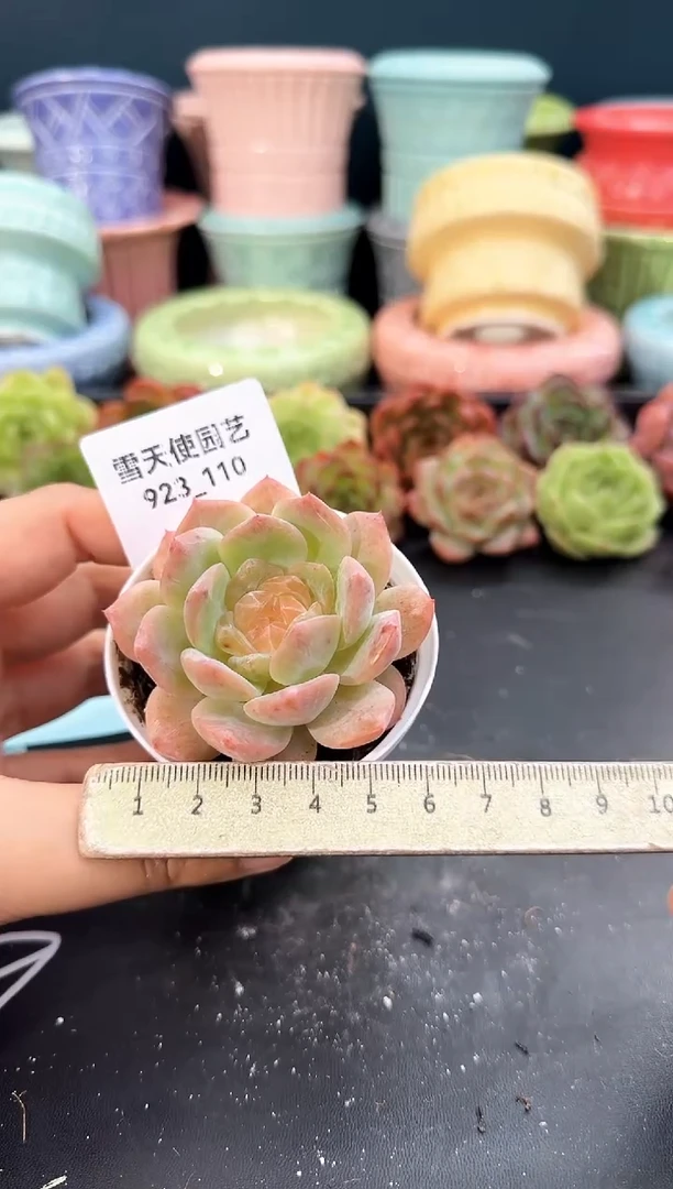 923-110青山（冠幅5cm）