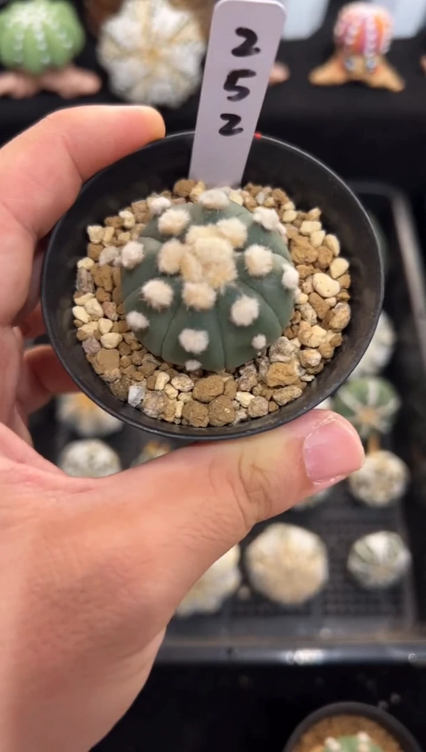 炸毛大油实生编码252