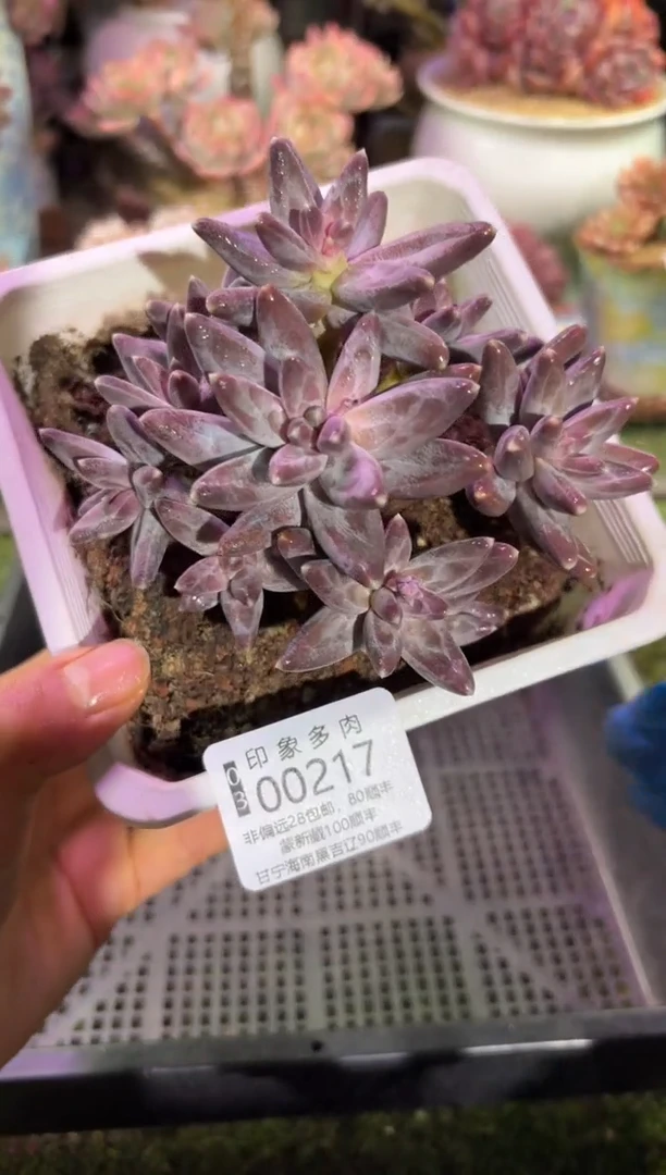 【闪购商品】00217