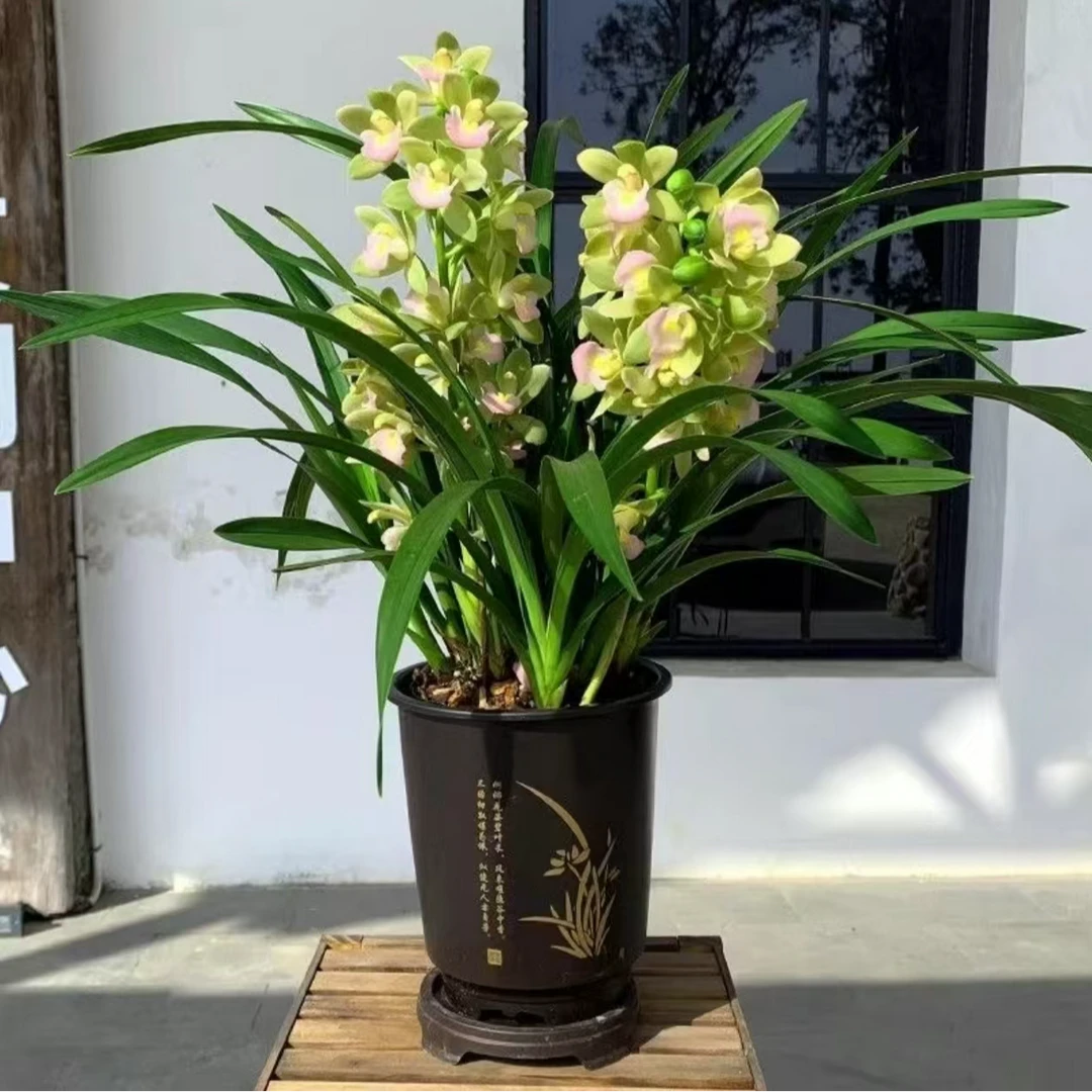 带花苞2-3枝花剑香水香兰四季开花耐寒花卉浓香型好养绿植盆栽