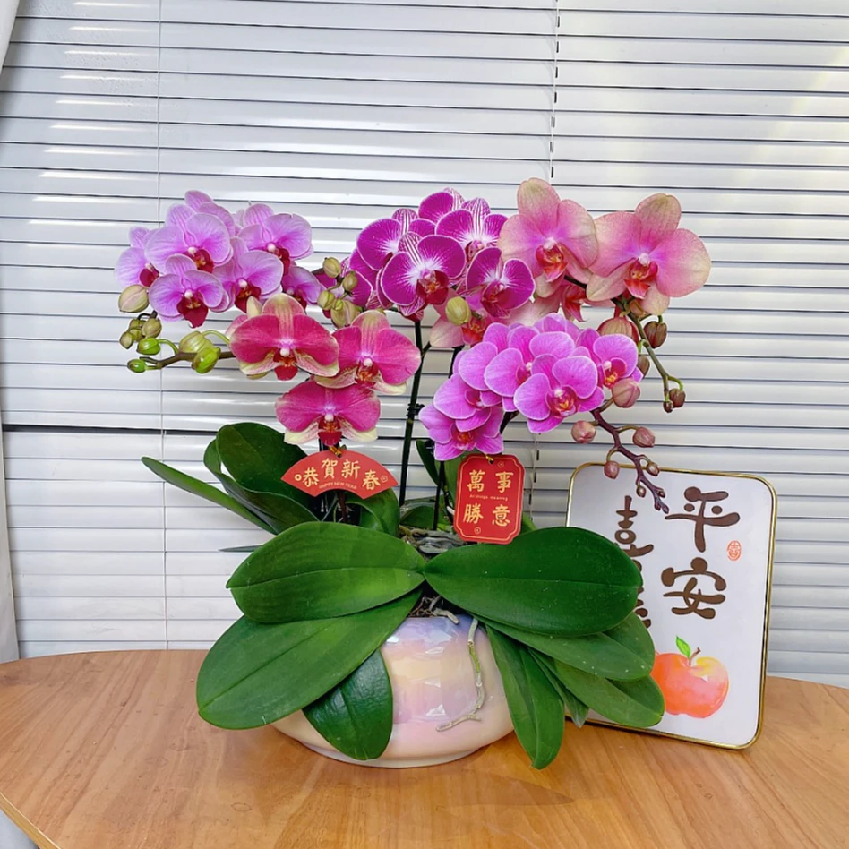 【全家福-蝴蝶兰】高端鲜花 定制款  易养花期长  送礼 家居摆件