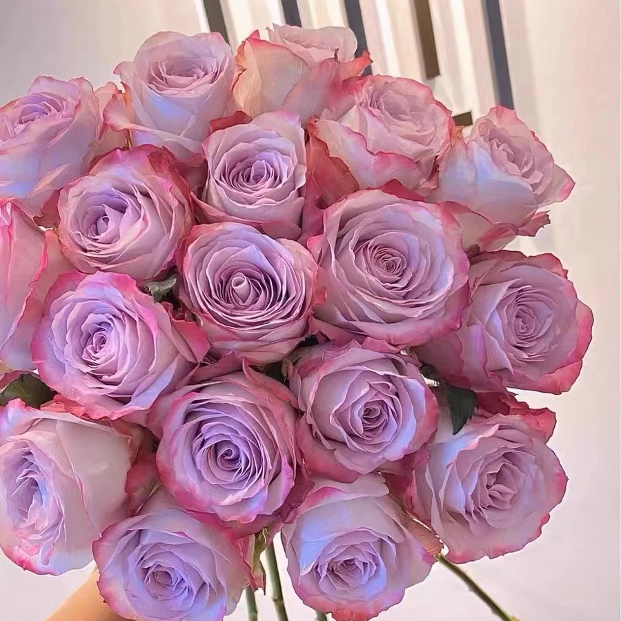 气场中苗   四季灌木月季