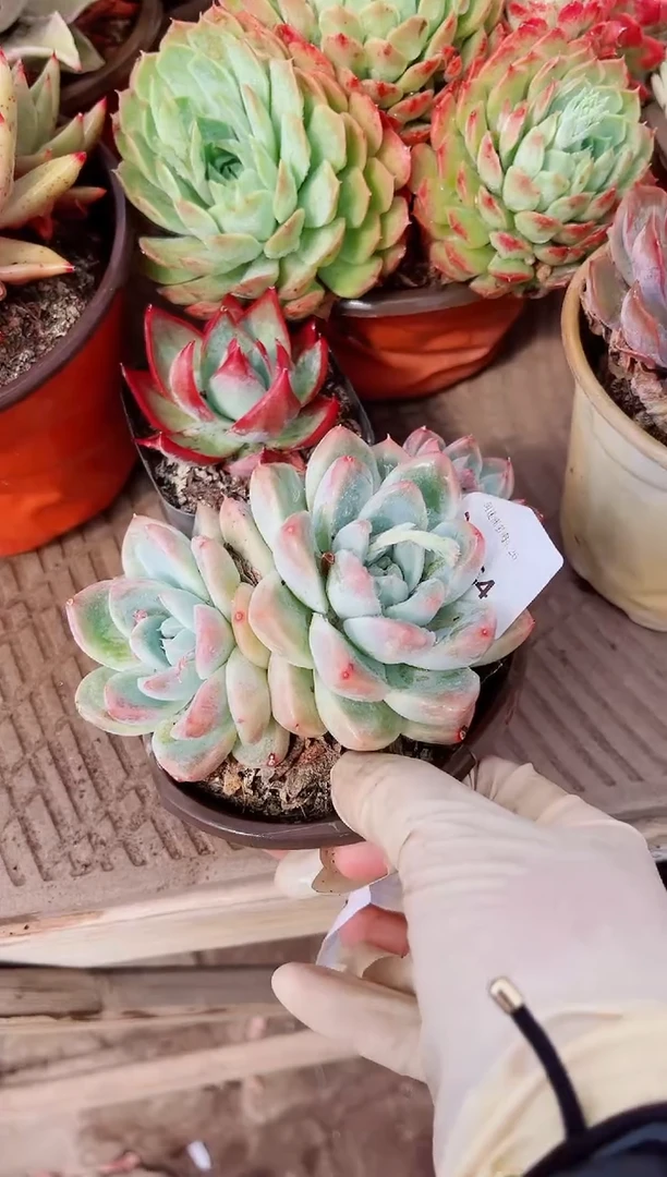 26164多肉植物一物一拍