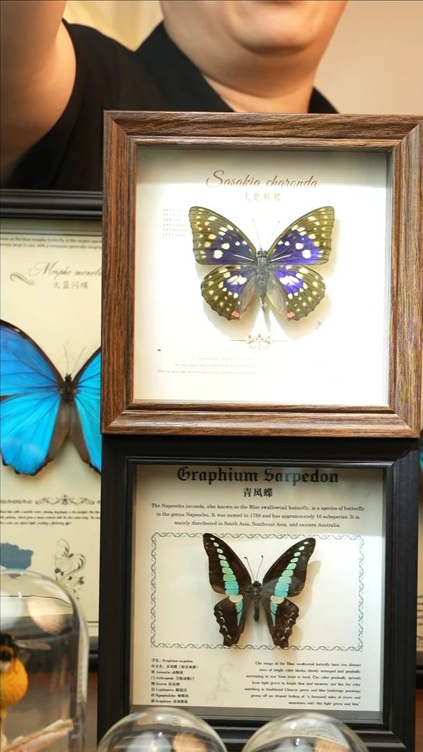 大紫蛱蝶（6寸方黑色新款框）A318