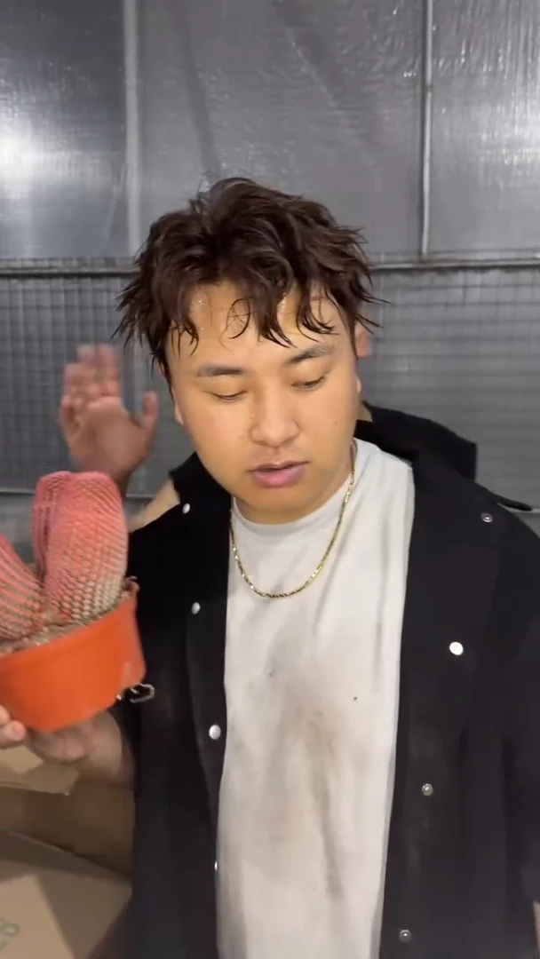 4头 红太阳【带根】精品